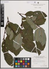 Foto von Salix caprea L.